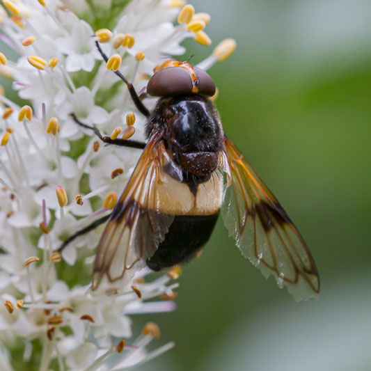 Volucella pellucens-3989.jpg